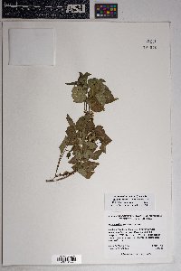 Toxicodendron radicans subsp. divaricatum image