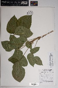 Toxicodendron rydbergii image