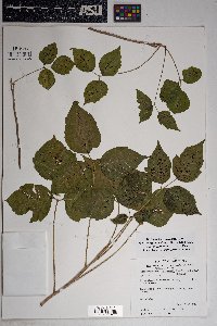 Toxicodendron rydbergii image