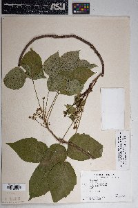 Toxicodendron rydbergii image