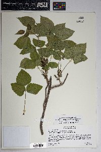 Toxicodendron rydbergii image