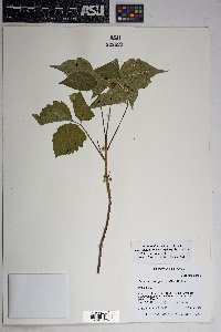 Toxicodendron rydbergii image