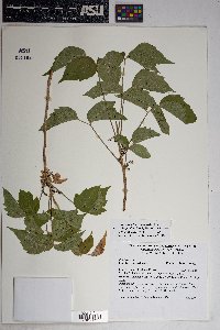 Toxicodendron rydbergii image