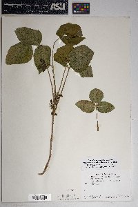 Toxicodendron rydbergii image