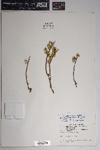 Toxicodendron rydbergii image