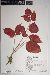 Toxicodendron rydbergii image