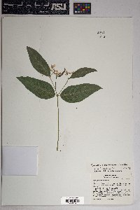 Apocynum × floribundum image