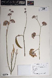 Asclepias albicans image