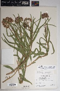 Asclepias asperula subsp. asperula image