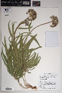 Asclepias asperula image