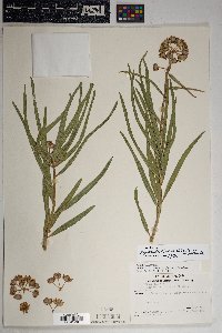 Asclepias asperula image