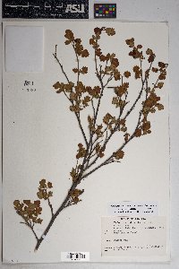 Rhus trilobata image