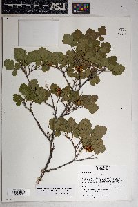 Rhus trilobata image