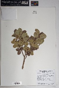 Rhus kearneyi image