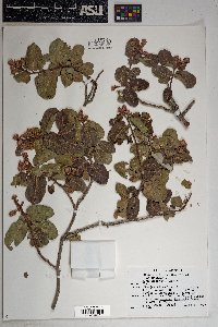 Rhus kearneyi image