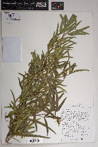 Rhus lancea image