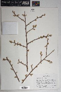 Rhus microphylla image