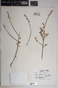 Rhus microphylla image