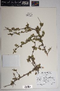 Rhus microphylla image