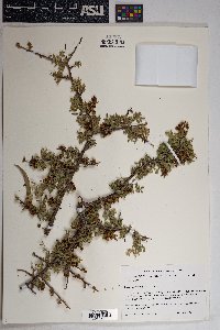 Rhus microphylla image