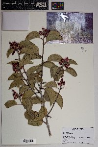 Rhus ovata image