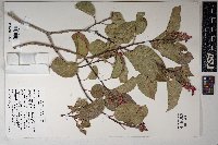 Rhus ovata image