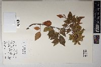 Rhus virens image