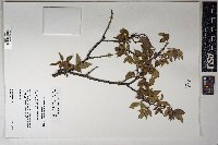 Rhus virens image