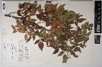 Rhus virens image