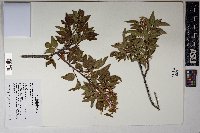 Rhus virens image