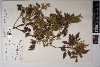 Rhus virens image