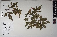 Rhus virens image