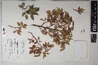 Rhus virens image