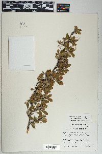 Cercocarpus montanus image