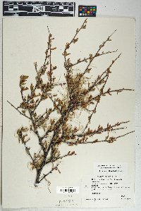 Cercocarpus montanus image