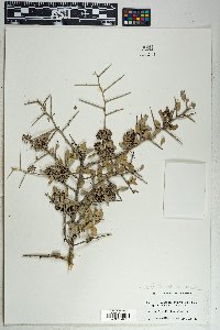 Sarcomphalus obtusifolius var. canescens image