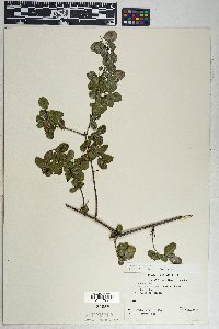 Sageretia wrightii image