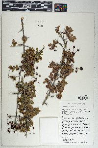 Sageretia wrightii image