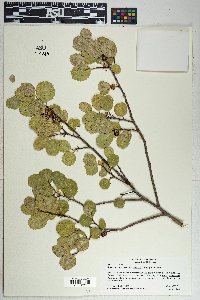 Rhamnus ilicifolia image