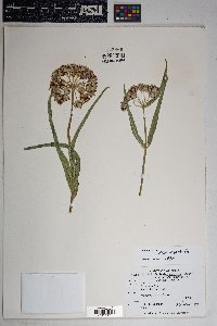 Asclepias asperula subsp. asperula image