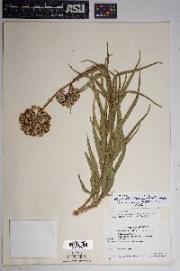 Asclepias asperula image