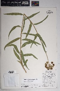 Asclepias asperula subsp. asperula image