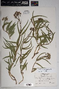 Asclepias asperula subsp. asperula image