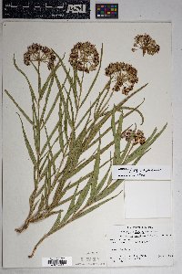 Asclepias asperula subsp. asperula image