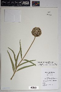 Asclepias asperula image