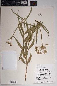 Asclepias asperula subsp. asperula image