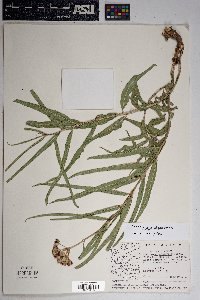 Asclepias asperula subsp. asperula image