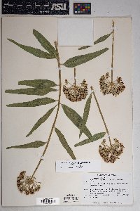 Asclepias asperula subsp. asperula image