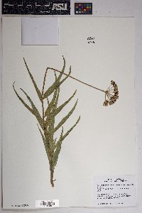 Asclepias asperula subsp. asperula image