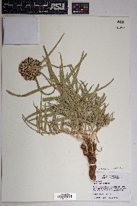 Asclepias lemmonii image